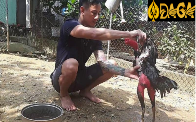 vần hơi gà bằng tay