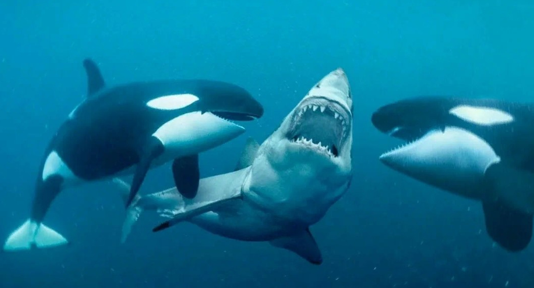 DAGA giới thiệu Cá voi sát thủ 