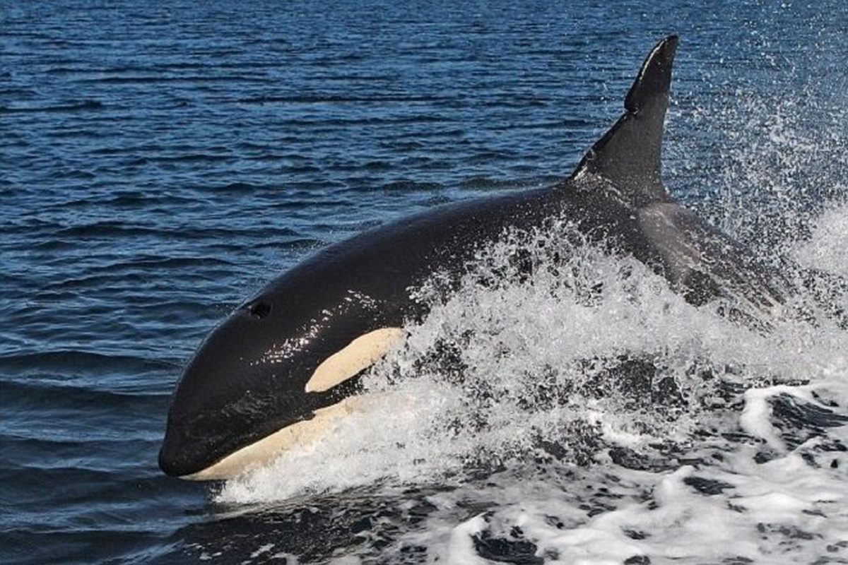 DAGA giới thiệu Cá voi sát thủ 