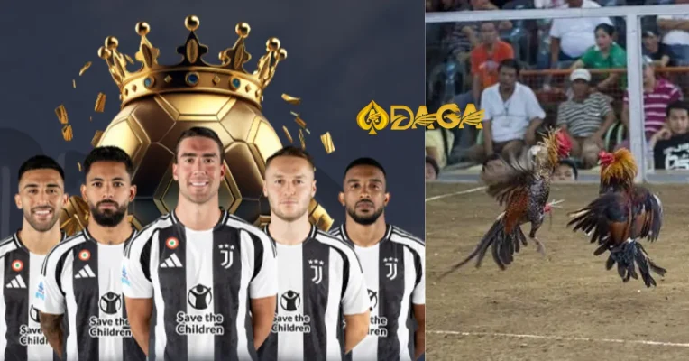 Đá gà nòi là gì? Mẹo chọn gà chuẩn, xem trận và đặt tiền không thua