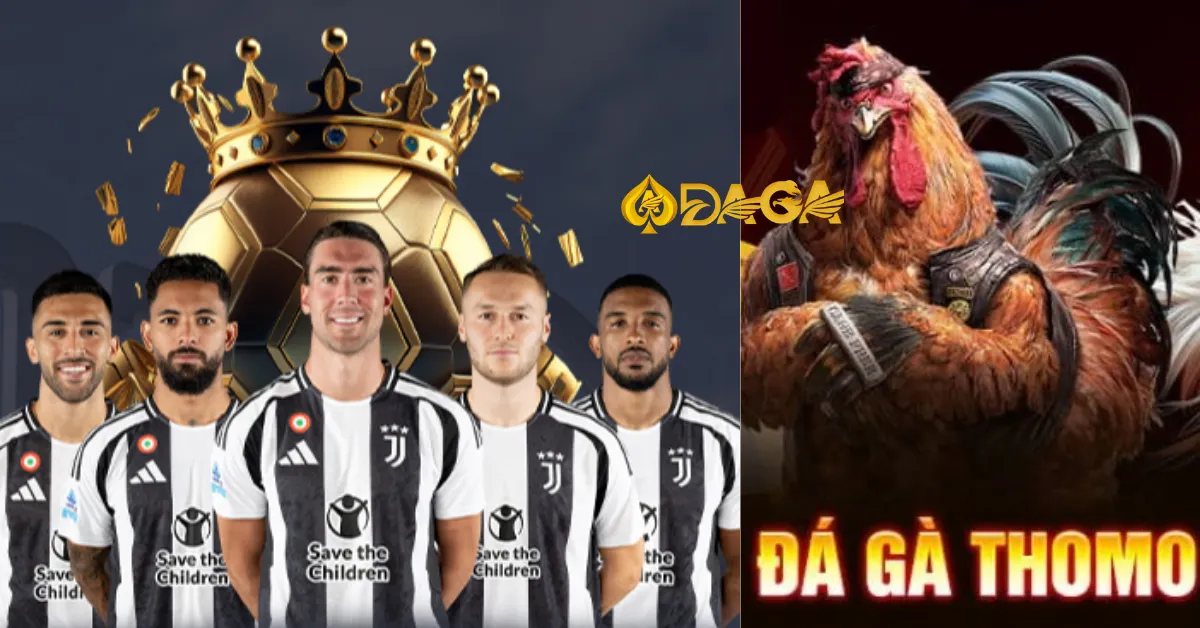 Đá gà Thomo: Hướng dẫn xem đá gà trực tiếp và chơi hiệu quả