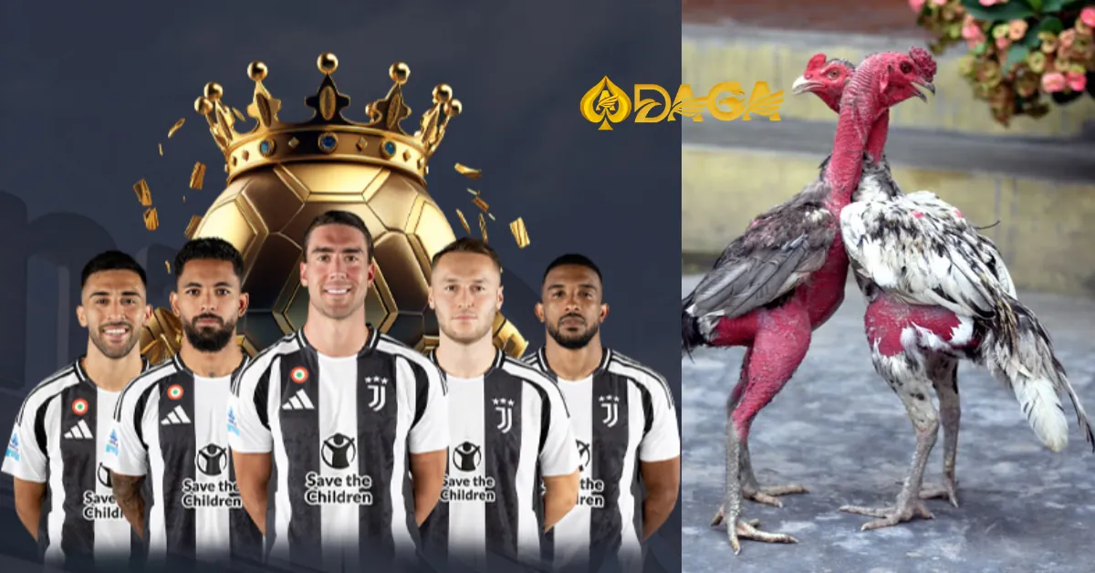 Trực tiếp gà đòn Thomo tại Daga – Nền tảng đá gà online