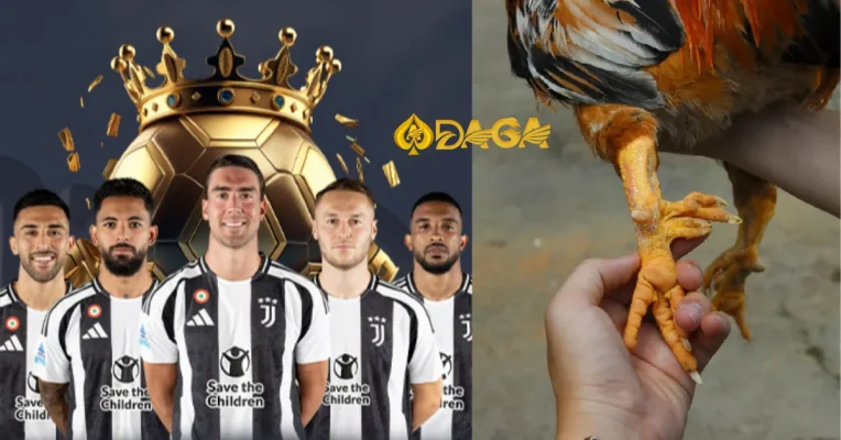 Cắt cựa gà chọi siêu nhanh, đúng cách để không chảy máu