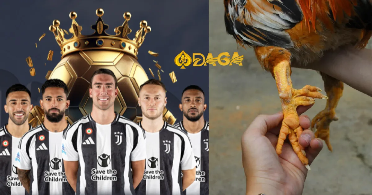 Cắt cựa gà chọi siêu nhanh, đúng cách để không chảy máu