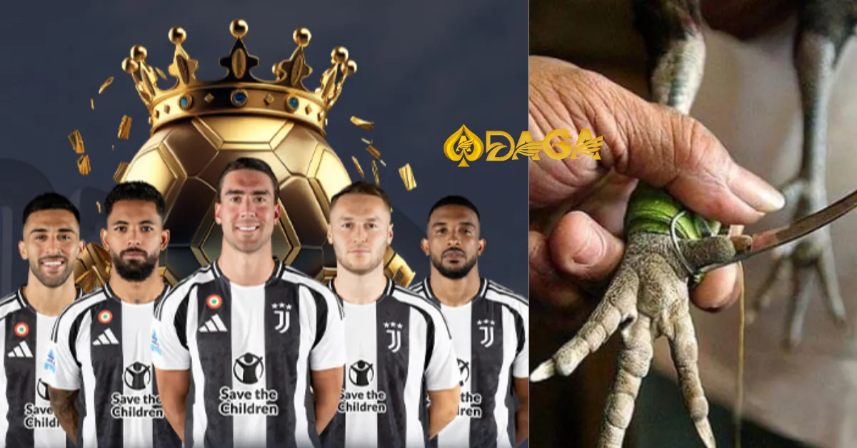 Đá gà cựa dao trực tiếp: Sức hút, xu hướng và những góc khuất