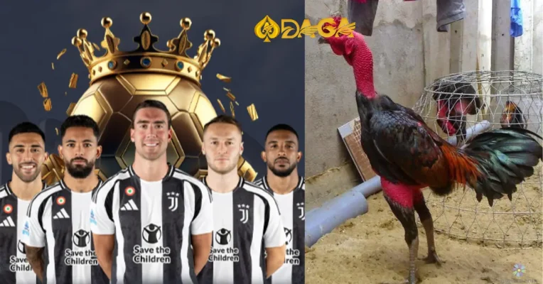 Nuôi gà đá nhanh lên ký, khỏe mạnh và đá tốt