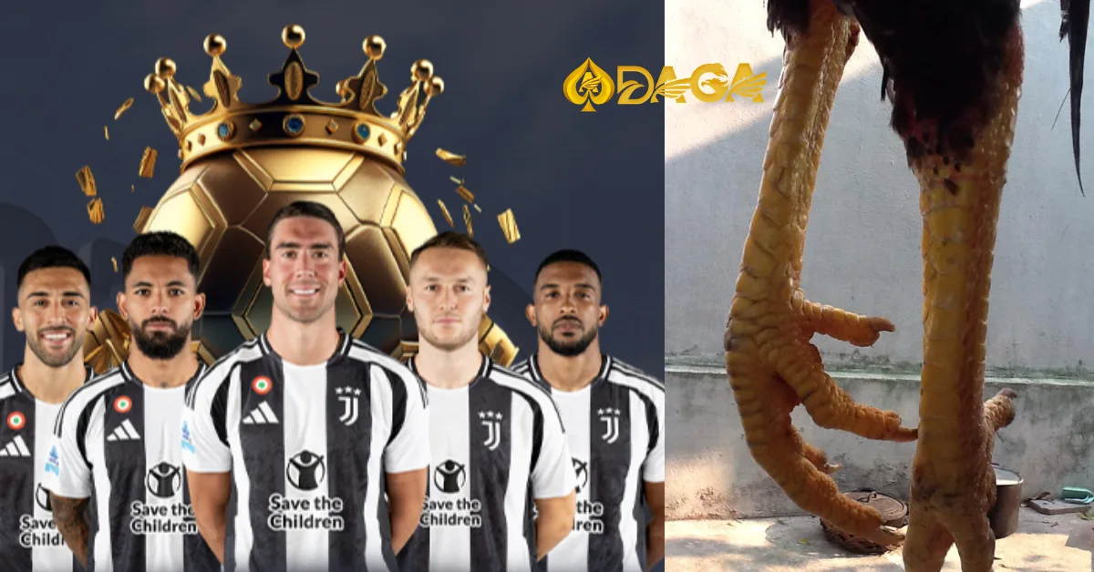 Vảy gà chọi thần kê: Bí quyết chọn gà để chiến thắng