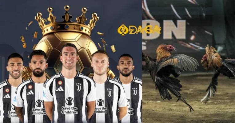 Nuôi gà đá bo lớn hiệu quả, khỏe mạnh bằng 5 cách