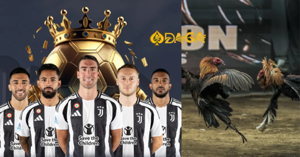 Nuôi gà đá bo lớn hiệu quả, khỏe mạnh bằng 5 cách