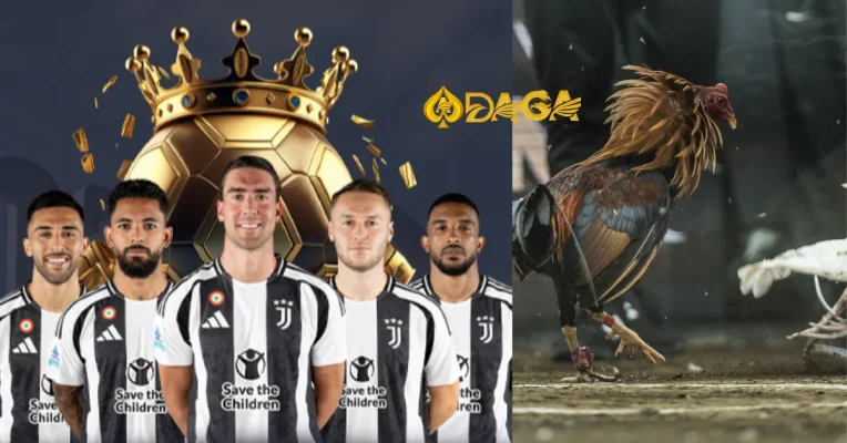 Cách nuôi gà đá cựa sắt và những điều cần lưu ý để có gà chiến thực thụ