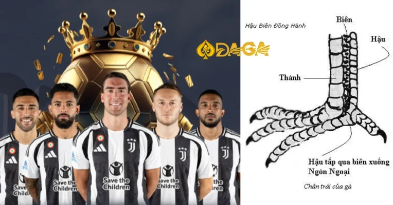 Cách xem vảy gà đá và những loại vảy xấu không nên chọn